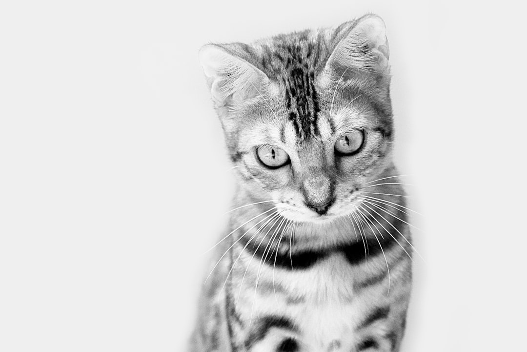 A cute cat gazes downward with curiosity.