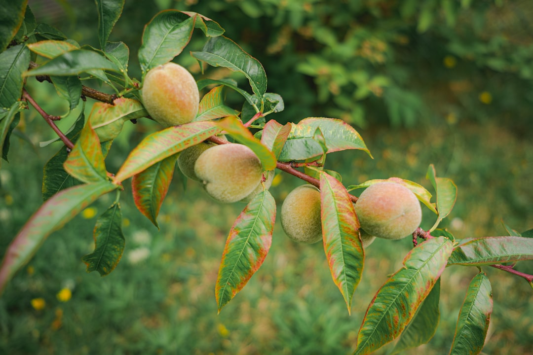 Green peaches growing on a tree branch.